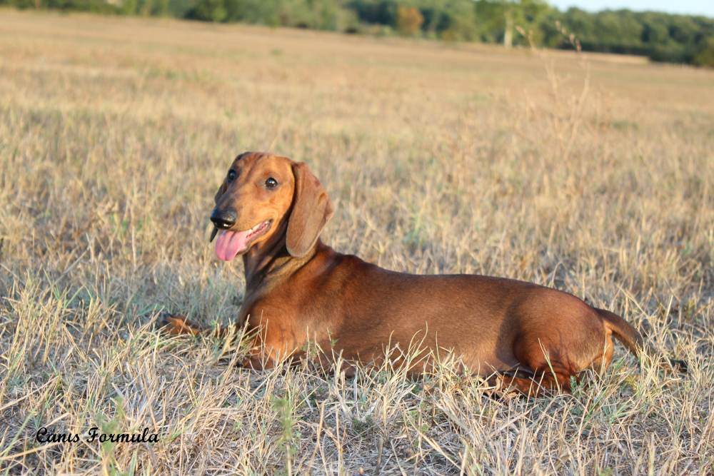 ares canis formula dachshund